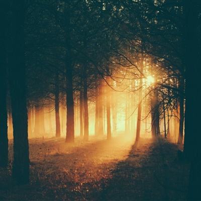 28网站下载手机版